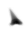 Shark Tooth.png