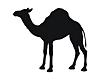 Camel3.jpg