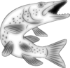Northern pike-fish-26ib_vectorized_DISP-.png