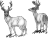 image2 Standing Deer_vectorized_DISP-.png