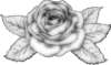 rose-outline-drawing-beautiful-rose-in-the-style-of-black-and-white-engraving-many_vectorized_DI.png