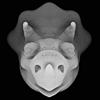 triceratops face 002.jpg