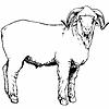 rabel ram image.jpg