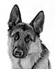 how+to+train+german+shepherd-240x300.jpg