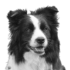 border-collie-crop copyv2.png