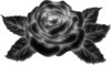 rose-outline-drawing-beautiful-rose-in-the-style-of-black-and-white-engraving-many_vectorized_DI.png
