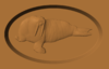 CW walrus.PNG