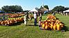 pumpkin patch show 1 (600 x 337).jpg