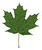 Click image for larger version. 

Name:	Maple leaf_1.jpg 
Views:	13 
Size:	21.2 KB 
ID:	87051