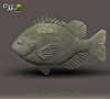 render1_bluegill.jpg