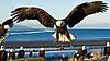 Click image for larger version. 

Name:	Bird-Eagle-Sea-Landing-Wings.jpg 
Views:	52 
Size:	203.5 KB 
ID:	73858