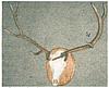 Click image for larger version. 

Name:	Antlers2.jpg 
Views:	133 
Size:	393.5 KB 
ID:	38522