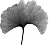 ginkgo leaf.png