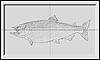 Chinook Salmon.jpg