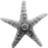 starfish2-DISP.png