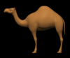 Camel.PNG