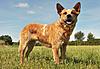 Click image for larger version. 

Name:	australian-cattle-dog-orange.jpg 
Views:	17 
Size:	75.3 KB 
ID:	86933