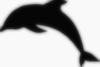 dolphin-clip-art-9TRR6noac_vectorized_SPEC_vectorized_DISP.jpg