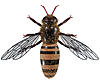 honey bee 002 small.jpg