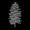 douglas fir.png