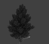 FIRST TREE.png