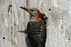 Woodpecker's Avatar